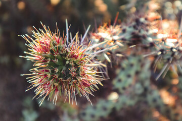 Cholla Catus in Bloom Near Scottsdale Arizona