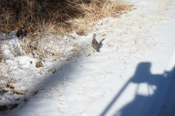Grouse with shadow of truck.