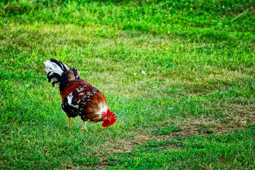 A beautiful rooster walks on a green lawn on a summer day. Village scene
