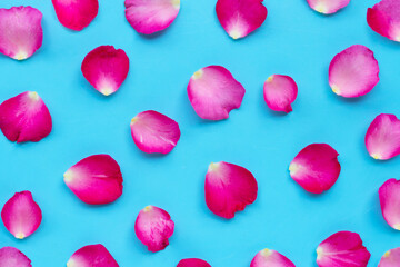 Rose petals on blue background.