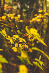 Autumn leaves on a rainy day
