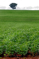 Plantação de Soja no cerrado. Goiás