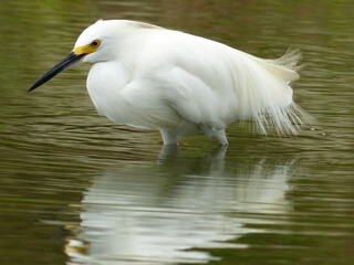 Snowy Egret at the shore with a reflection at water