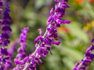 Branch of lavender flowers with a bee