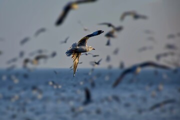 Seagulls flying on the beach. selected focus