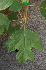 Natural element. Closeup view of Hydrangea quercifolia, also known as oak leaf hydrangea, beautiful big green leaf growing in the urban garden.