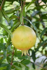 close up fresh green Punica granatum fruit in nature garden