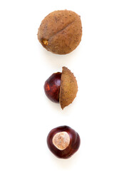 Buckeye Chestnut. Fresh conkers isolated on white background with copy space.