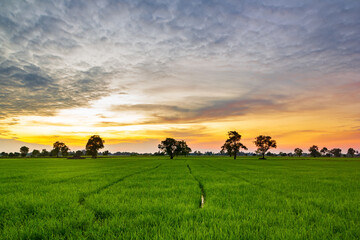Fototapeta na wymiar Green rice fields in the countryside