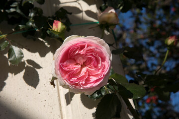 Spring flowers. Roses blossom in the garden. Closeup view of climbing Rosa Pierre de Ronsard, also...
