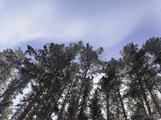 sky and trees
