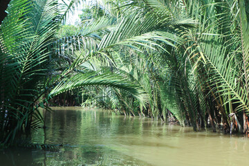 mangrove palm, palm  or nipa palm