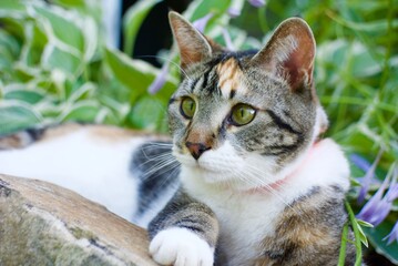 Naklejka na ściany i meble Cute Calico kitty sitting in the garden on a sunny day having deep thoughts