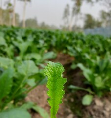 Radish Leaf Close Up View