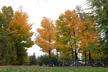 autumn in the park