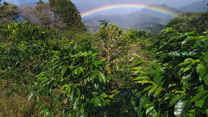 Coffee llants with berries and a vibrant rainbow in Boquete, Panama (Central America). Boquete is known internationally for its quality coffee production.