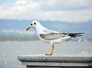 One White Larus ridibundus looking at the lake standing on the platform