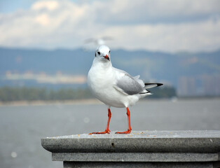 A Larus ridibundus standing on the platform staring at something
