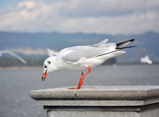 A grey Larus ridibundus take fodder on the platform in Kunming of China