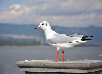 One White Larus ridibundus with red foot and orange mouth standing on the platform