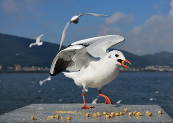 a Larus ridibundus with fodder in its mouth try to fly away the platform in sunny day