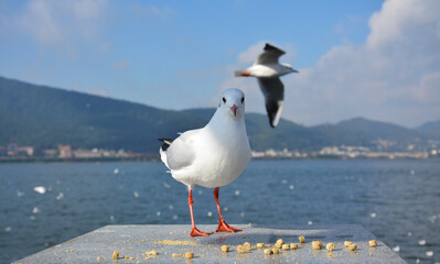A Larus ridibundus standing on the platform while there is another one flying behind it