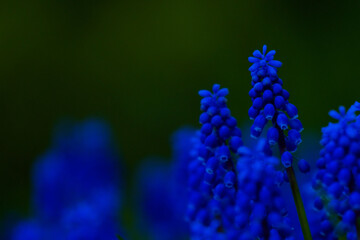 Close-up photo of a group of grape hyacinth flowers during the daytime with a dark green background