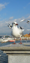 A white Larus ridibundus look aside standing on the platform in sunny day 