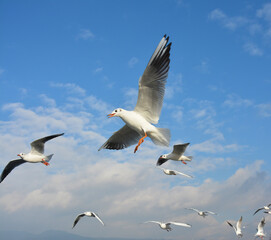 White Larus ridibundus fly high under blue sky in sunny day