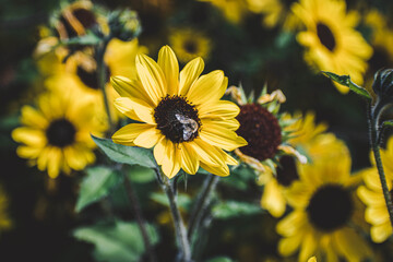 bee on a yellow flower