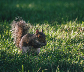 squirrel in the grass