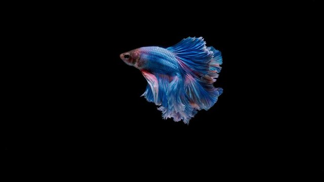 Siamese fighting fish (Betta splendens)