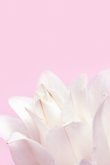 Fototapeta na wymiar Blossoming delicate petals of peony lily, white blooming lilies flower on pink