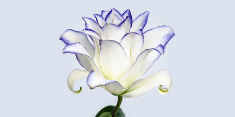 Beautiful floral background with white purple peony lily. Flower petals close up with purple border.