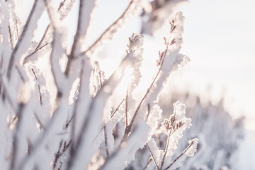 branches in the snow