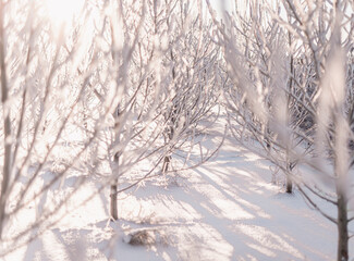 trees in the snow