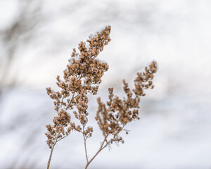 Forest dry plants, grass covered hoarfrost, close-up. Natural landscape, snowy winter. Discreet background for computers, phones, and websites.