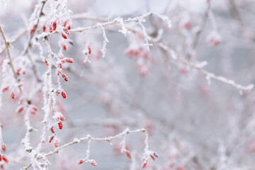 Frozen red berries of barberry. Calm natural winter background. Sunny winter day. Restrained beauty of nature, trend colors.