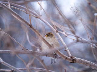 Sparrow sits on a branch without leaves.