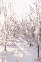 Fototapeta premium snow covered trees in winter