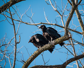 two turkey buzzards
