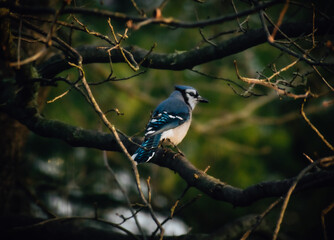 Fototapeta premium blue jay on a branch