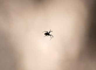 spider on the web