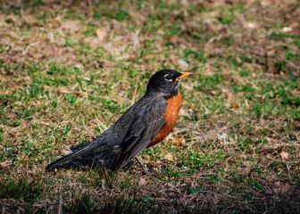 robin on the ground