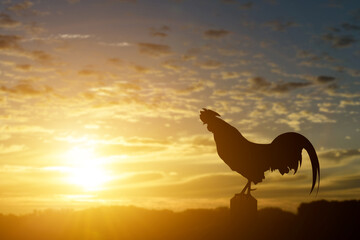 Silhouette of a rooster crow in the morning sunrise background. © banphote