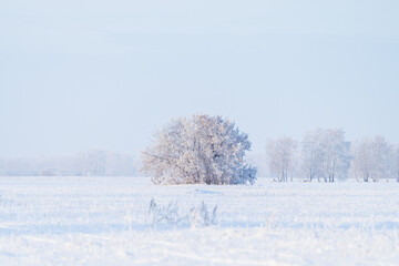 Beautiful snow covered tree on the winter field. Winter landscape. Beautiful winter nature.