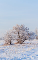 Beautiful snow covered tree on the winter field. Winter landscape. Beautiful winter nature.
