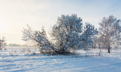 Beautiful snow covered tree on the winter field. Winter landscape. Beautiful winter nature.