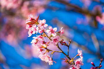 Beatiful Cherry blossoms pink sakura cherry tree flowers against blue sky background