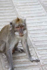 a monkey was at outside of temple, Bali Indonesia